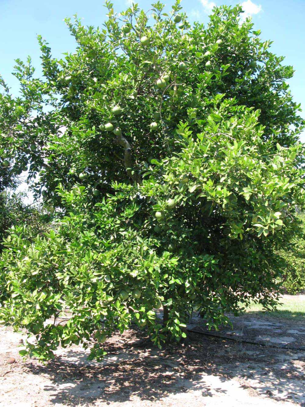            Habit (Winter Haven, FL)   